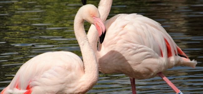 flamingi w zoo w gdańsku oliwie