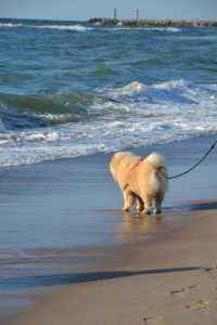 Kąpieliska i plaże w Gdańsku dla psów